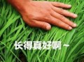 电商割韭菜爆料视频大全,视频大全深度剖析