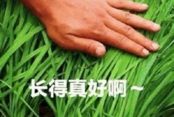 电商割韭菜爆料视频大全,视频大全深度剖析