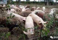 印尼猪瘟最新爆料信息,最新爆料揭示防控挑战与应对措施