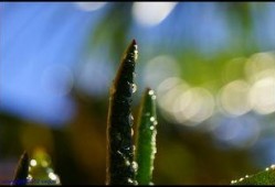 露珠在线观看,揭秘网络直播的魅力与挑战