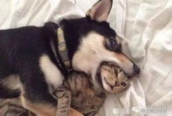 郑州爆料猫咪视频,网友直呼“治愈系”